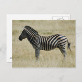 Zebra Postkarte (Vorne/Hinten)