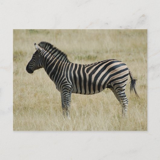 Zebra Postkarte (Vorderseite)