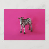 ZEBRA Postkarte (Vorderseite)
