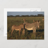 Zebra Postkarte (Vorne/Hinten)