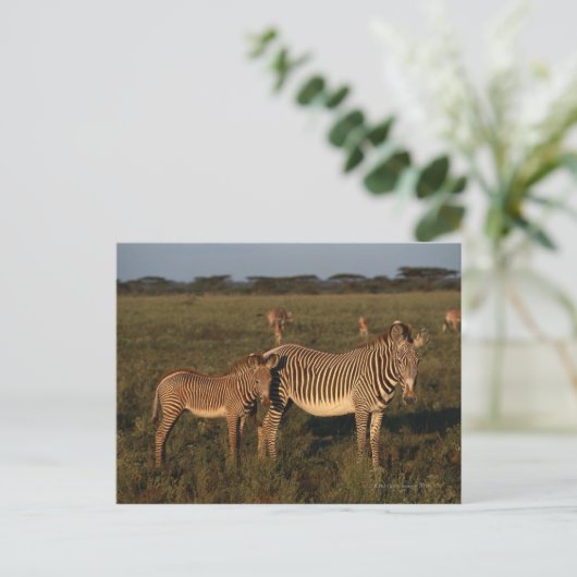 Zebra Postkarte (Stehend Vorderseite)