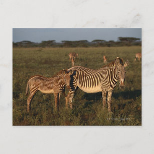 Zebra Postkarte