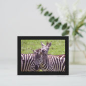 Zebra Postkarte (Stehend Vorderseite)