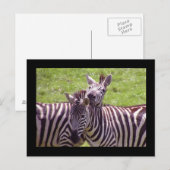 Zebra Postkarte (Vorne/Hinten)