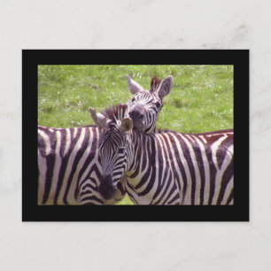 Zebra Postkarte