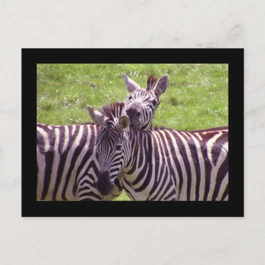 Zebra Postkarte (Vorderseite)