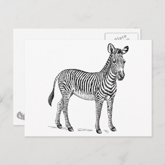 Zebra Postkarte (Vorne/Hinten)