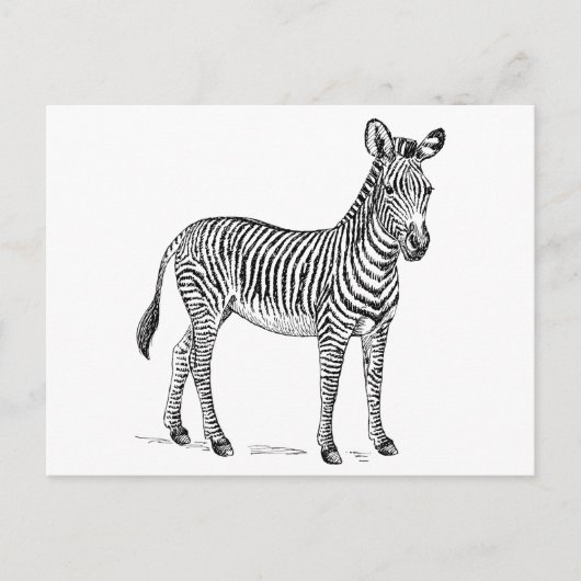 Zebra Postkarte (Vorderseite)
