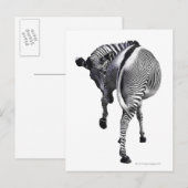 Zebra Postkarte (Vorne/Hinten)