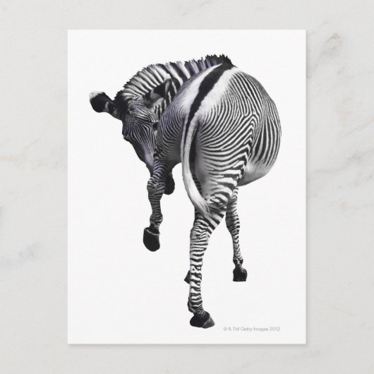 Zebra Postkarte (Vorderseite)