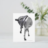 Zebra Postkarte (Stehend Vorderseite)