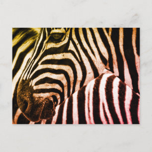 Zebra Postkarte