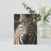 Zebra Postkarte (Stehend Vorderseite)