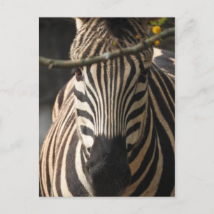 Zebra Postkarte