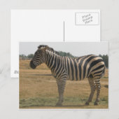 Zebra Postkarte (Vorne/Hinten)