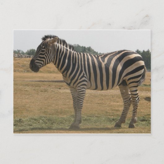 Zebra Postkarte (Vorderseite)