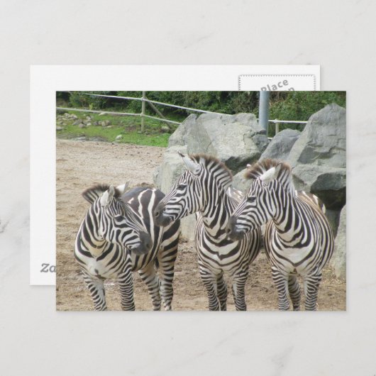 Zebra Postkarte (Vorne/Hinten)