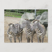 Zebra Postkarte (Vorderseite)