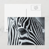Zebra Postkarte (Vorne/Hinten)