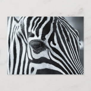 Zebra Postkarte