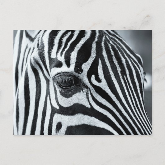 Zebra Postkarte (Vorderseite)