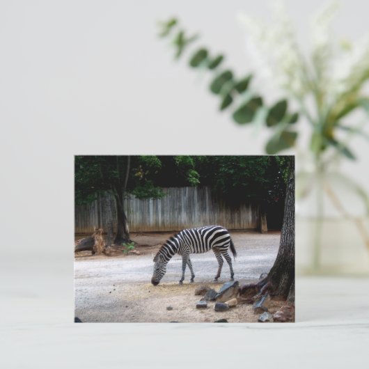 Zebra Postkarte (Stehend Vorderseite)
