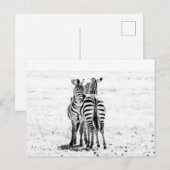 Zebra postkarte (Vorne/Hinten)
