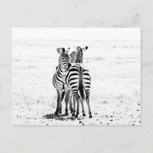 Zebra postkarte (Vorderseite)