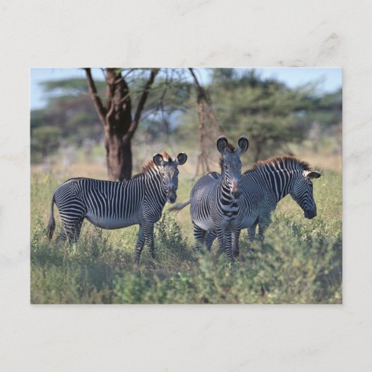 Zebra Postkarte (Vorderseite)