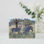 Zebra Postkarte (Stehend Vorderseite)