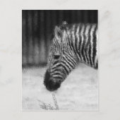 Zebra Postkarte (Vorderseite)