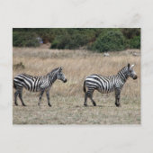 Zebra Postkarte (Vorderseite)