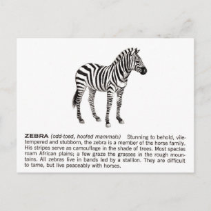 Zebra Postkarte