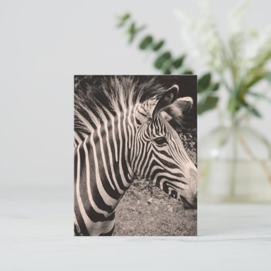 Zebra Postkarte (Stehend Vorderseite)