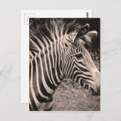Zebra Postkarte (Vorne/Hinten)