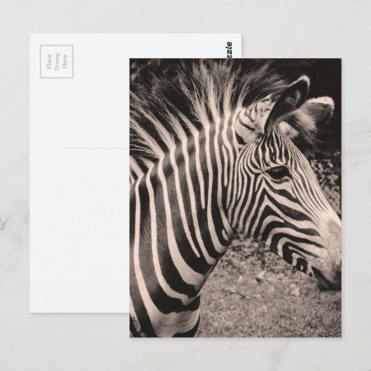 Zebra Postkarte (Vorne/Hinten)