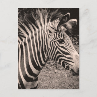 Zebra Postkarte