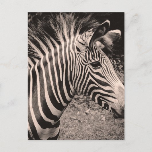 Zebra Postkarte (Vorderseite)