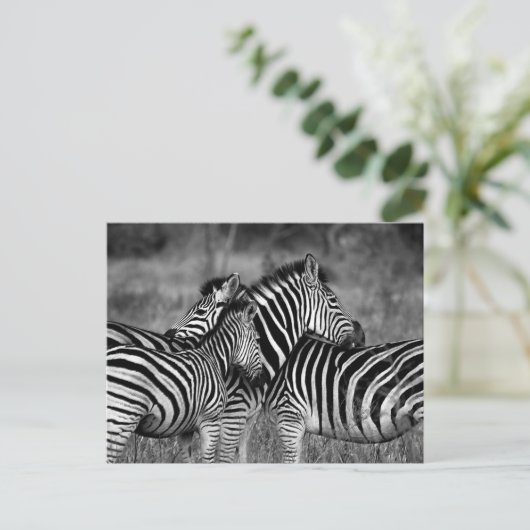 Zebra Postkarte (Stehend Vorderseite)