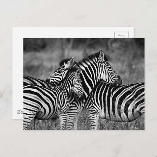 Zebra Postkarte (Vorne/Hinten)
