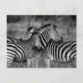 Zebra Postkarte (Vorderseite)