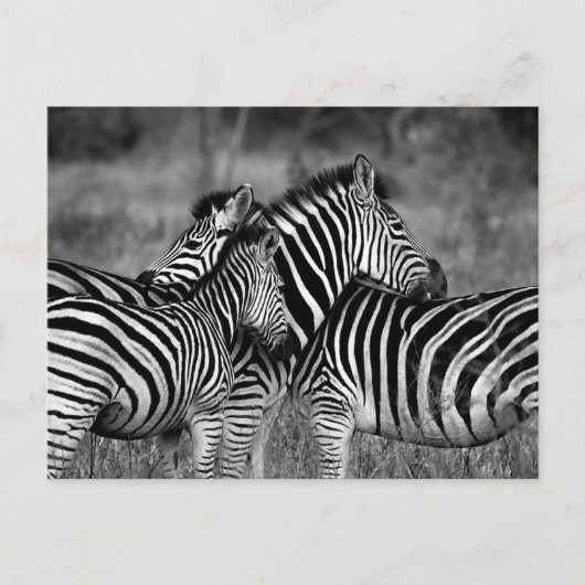 Zebra Postkarte (Vorderseite)