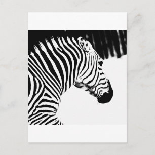 Zebra Postkarte