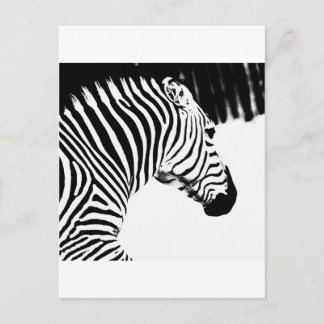 Zebra Postkarte