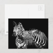 Zebra Postkarte (Vorne/Hinten)