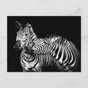 Zebra Postkarte