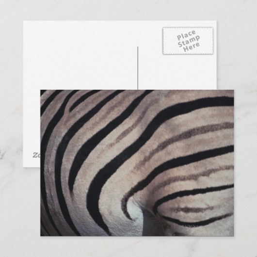 Zebra Postkarte (Vorne/Hinten)