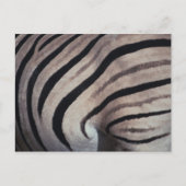 Zebra Postkarte (Vorderseite)