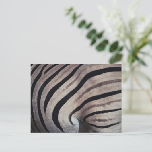 Zebra Postkarte (Stehend Vorderseite)
