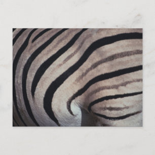 Zebra Postkarte